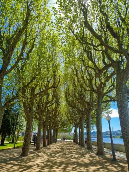 Alameda de plátanos à beira do rio Mondego